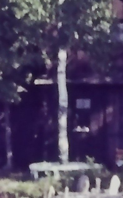 birch - circle bench.JPG