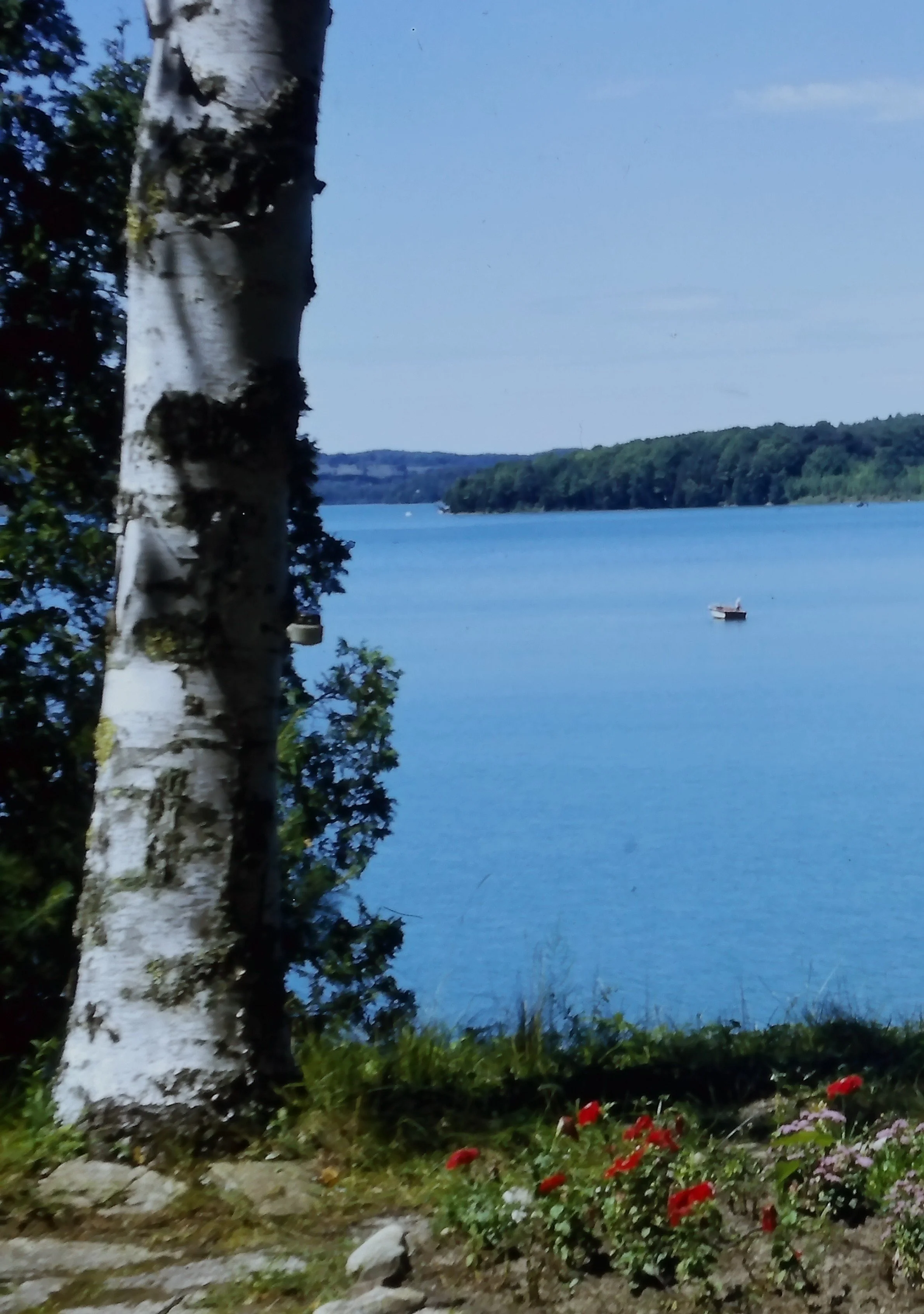 birch - Walloon 3.JPG