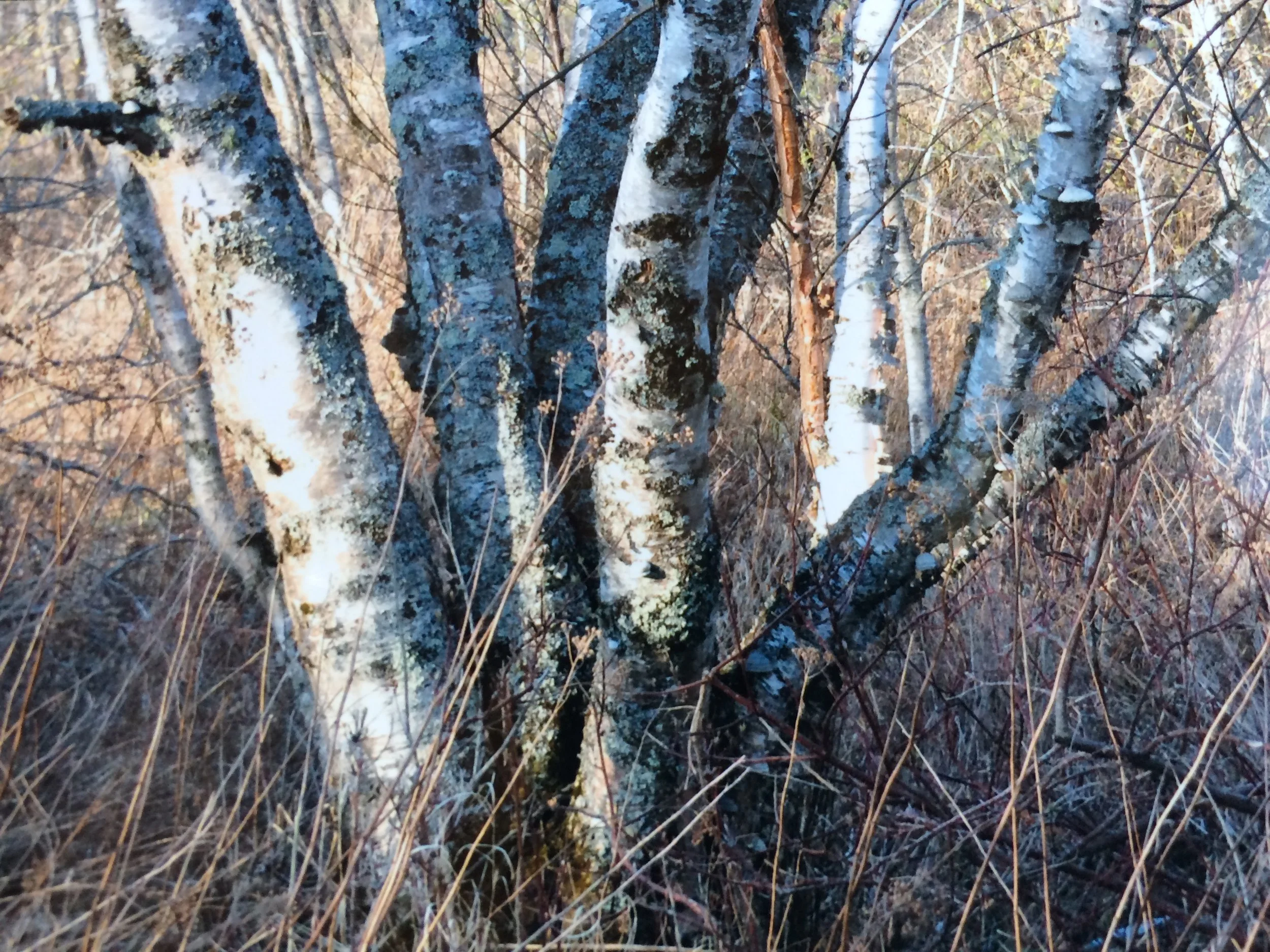 birch - tree of life.JPG