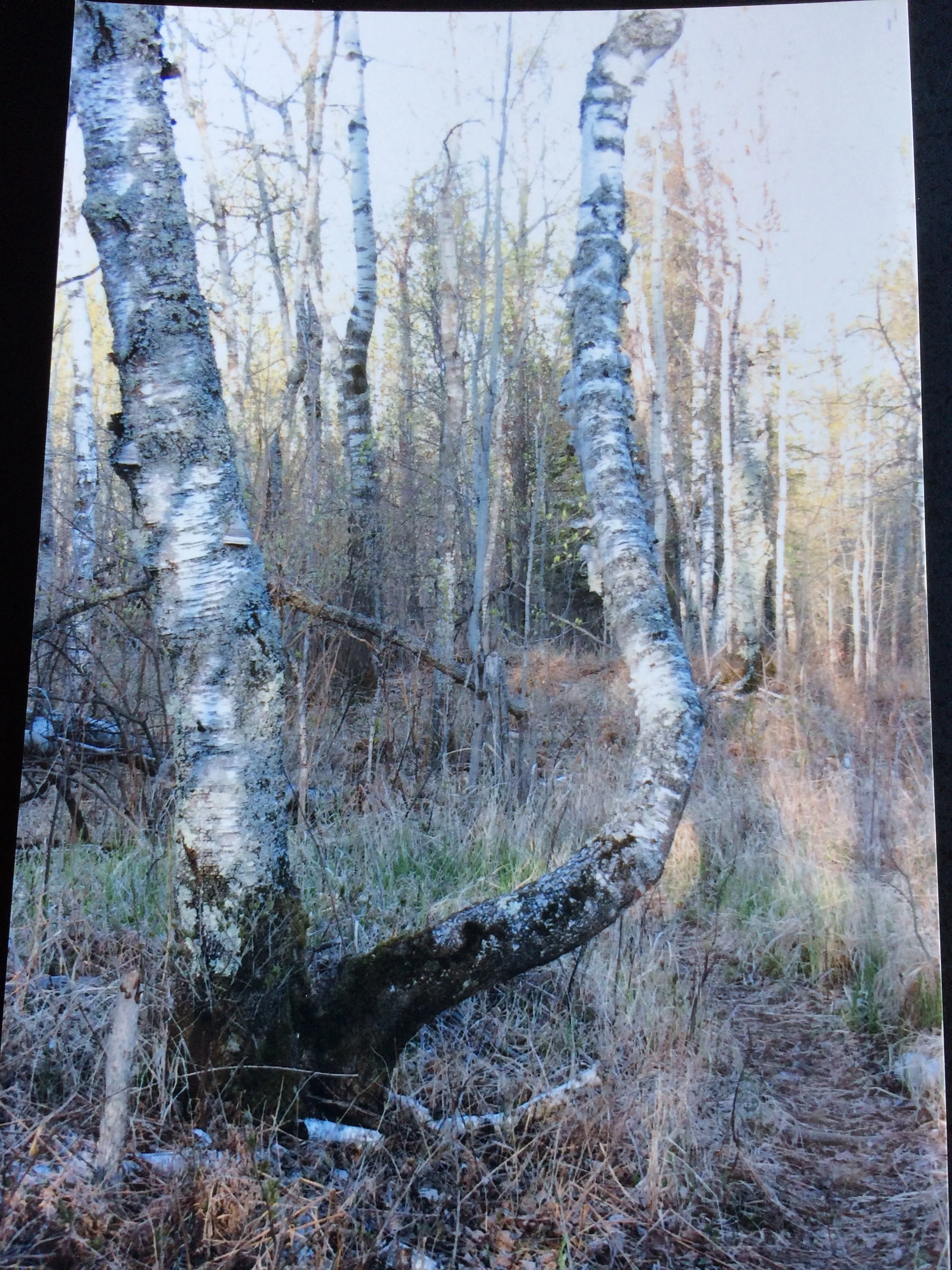 birch - mama.JPG