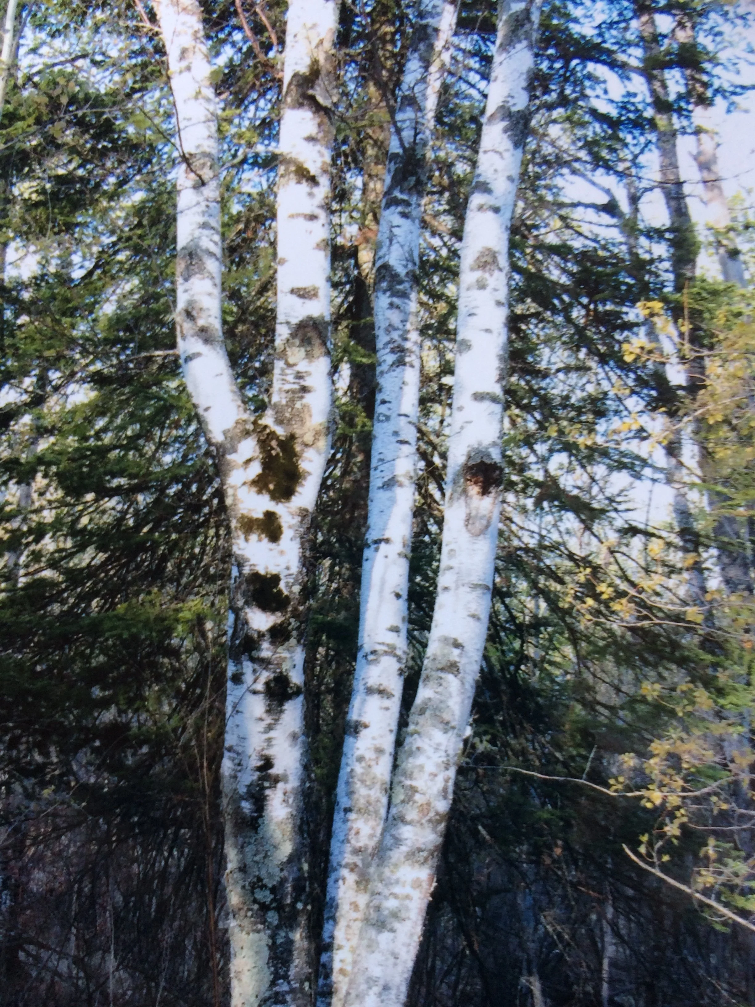 birch - wild by nature.JPG