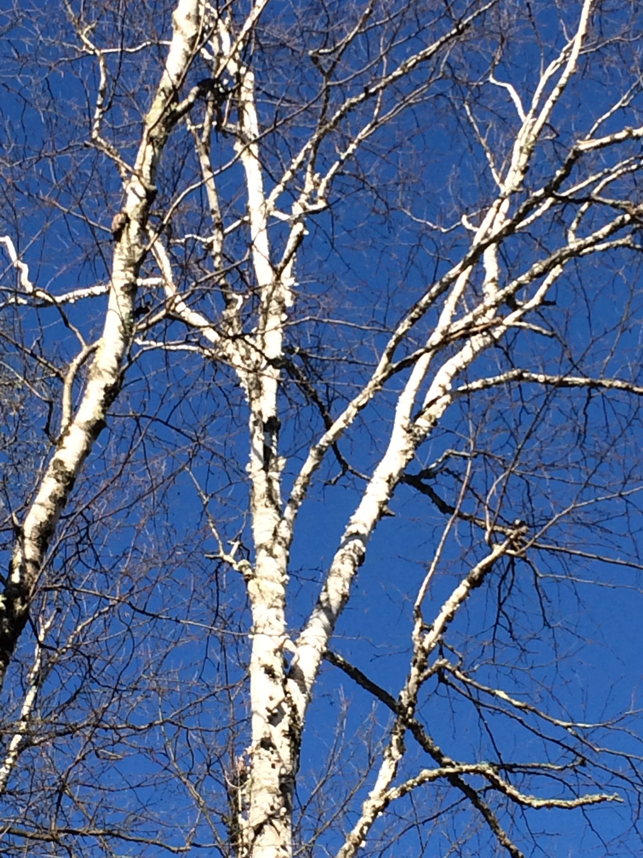 birch tree.JPG