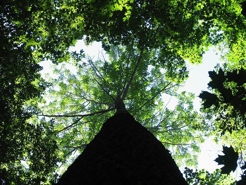 ash tree.jpg
