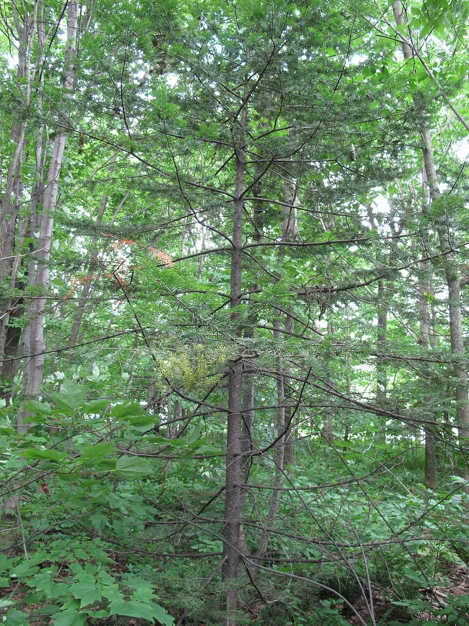 balsam.jpg