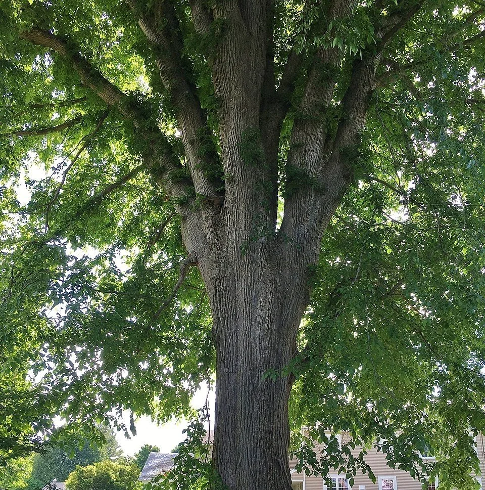 Elm tree.jpg