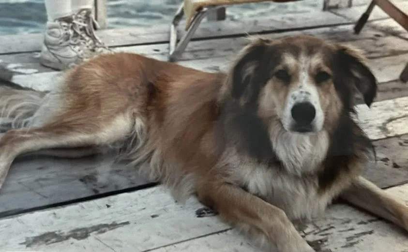 buddy.jpg