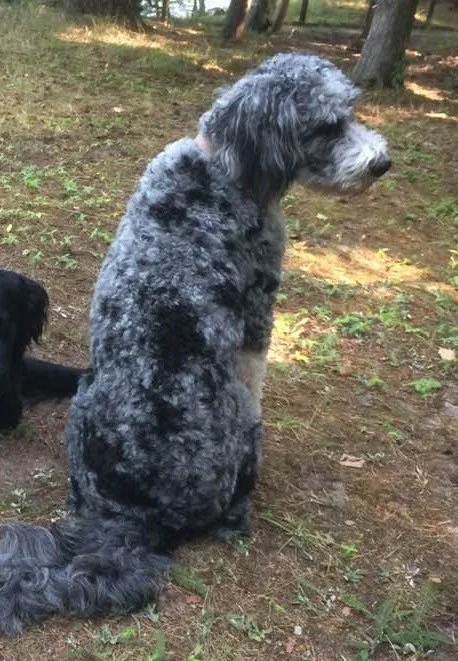 lola.jpg