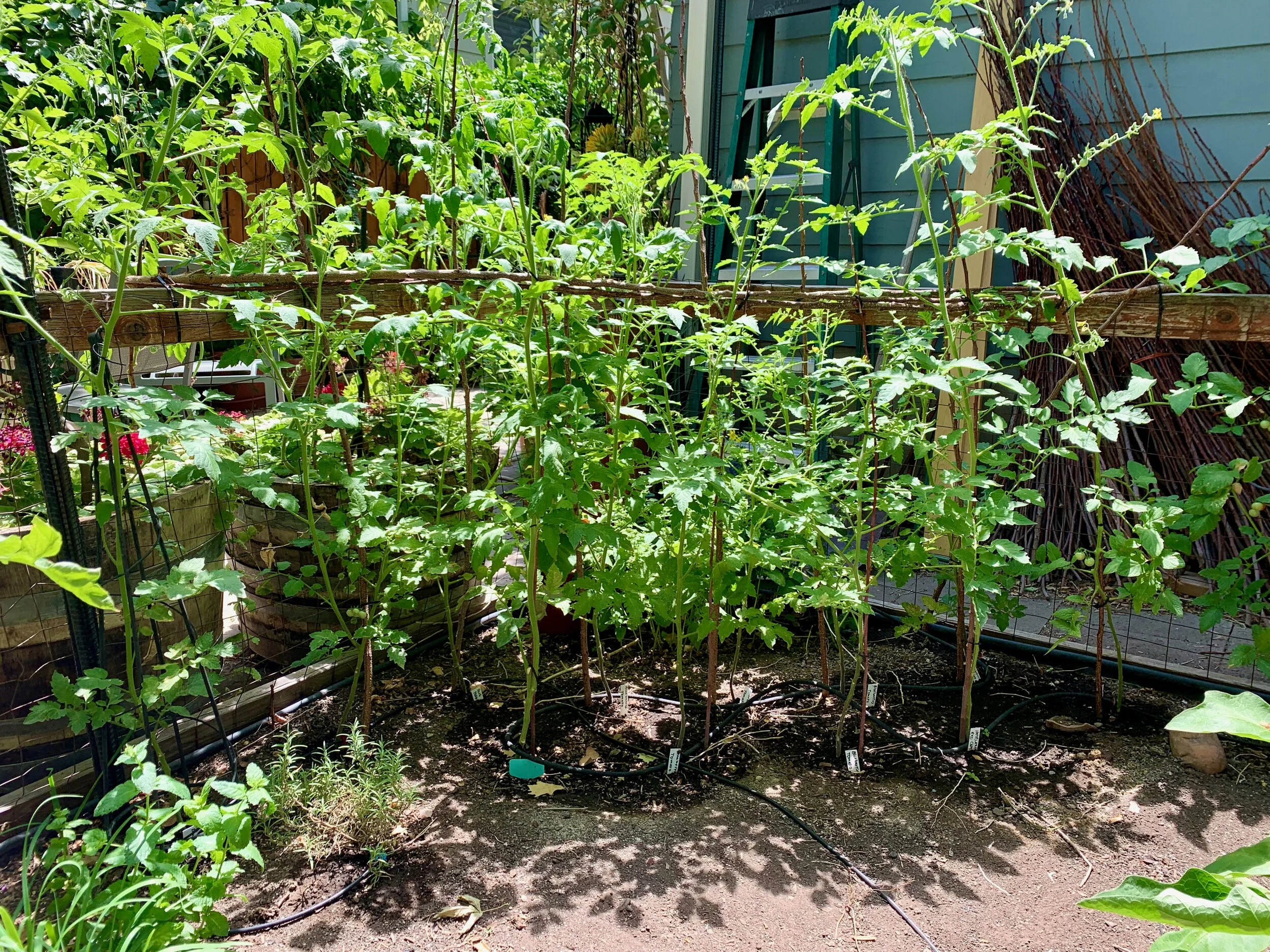 2021 blue berries tomatoes corner.jpeg