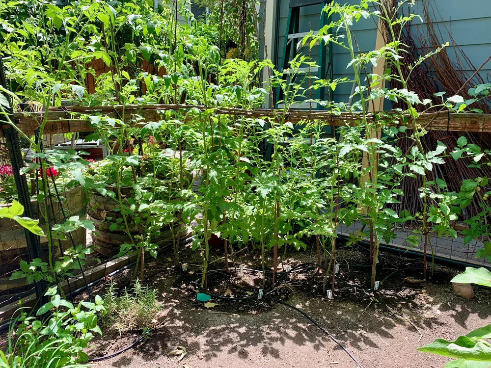 2021 blue berries tomatoes corner.jpeg