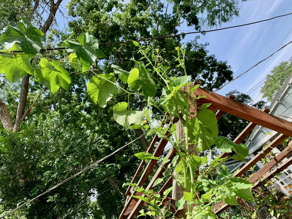 2021 tomatoes meet grapes.jpeg