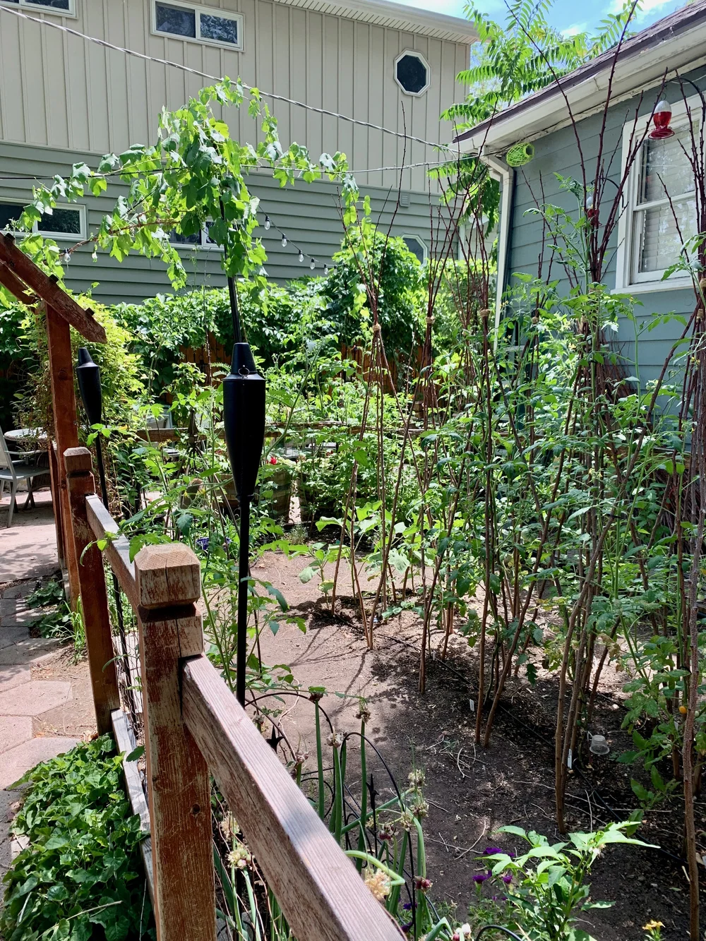 2021 twig tomato cages.jpeg