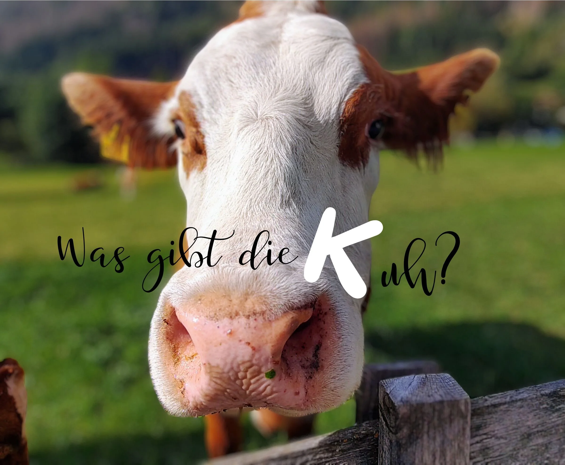Gottesdienst:  „Das Prinzip von Saat und Ernte, oder anders gefragt: Was&nbsp;gibt&nbsp;die&nbsp;Kuh?“