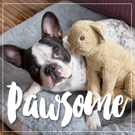 _IG373-PawsomeDogSMSquare.png