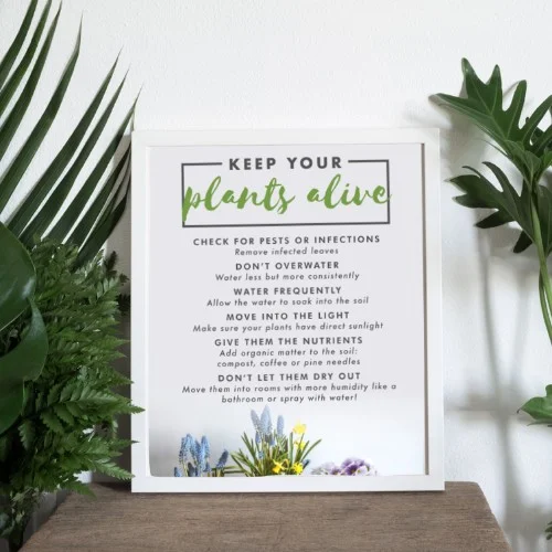 (#306) TIPS ON HOW TO KEEP YOUR PLANTS ALIVE