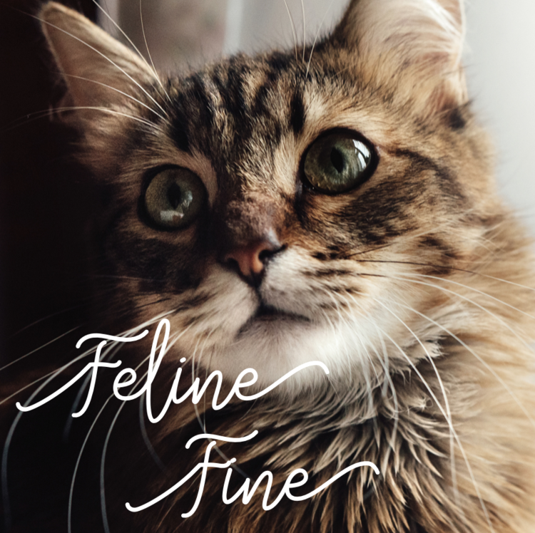 IG1300-FelineFineSMS.png