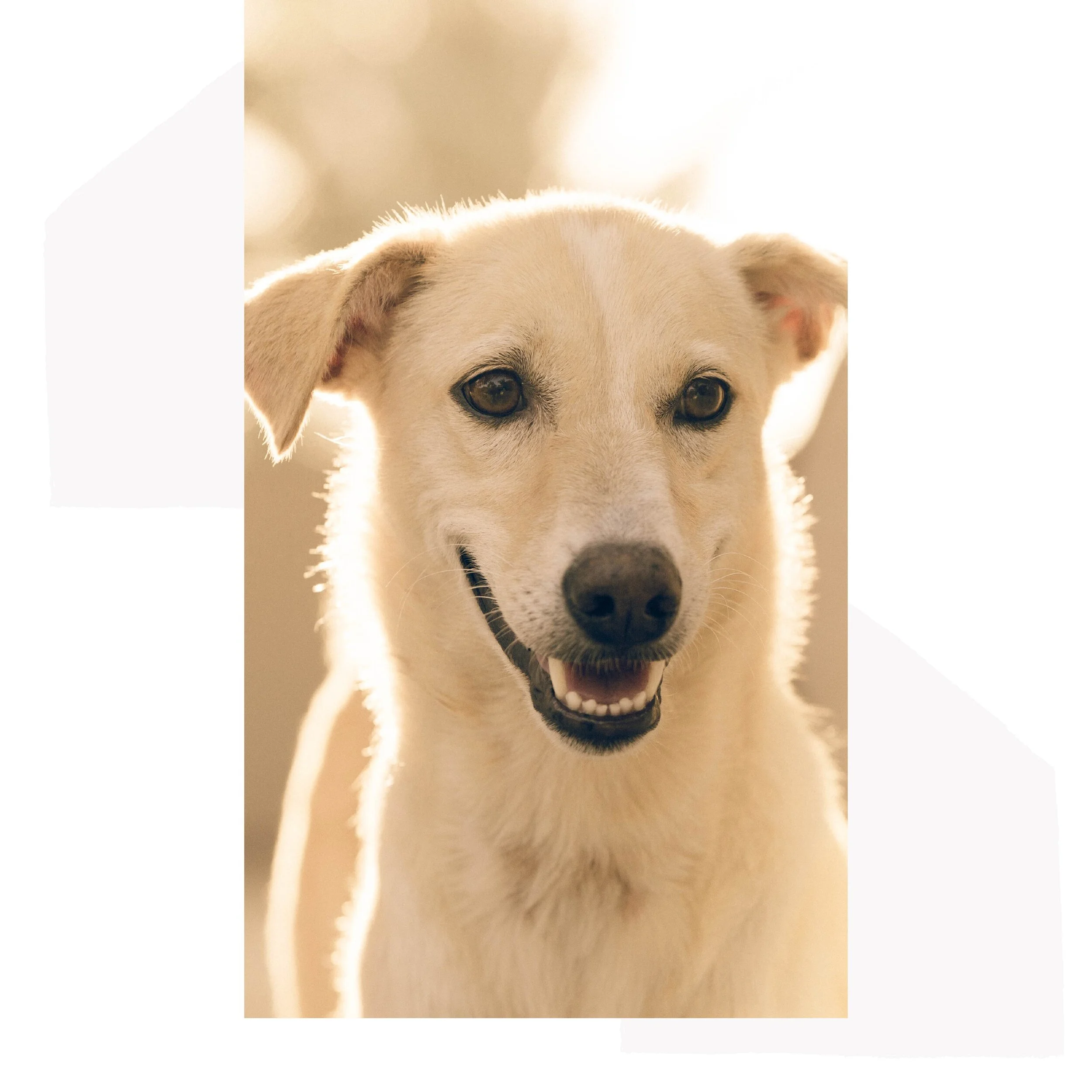 IG6449-Pet Digital Graphic.jpg