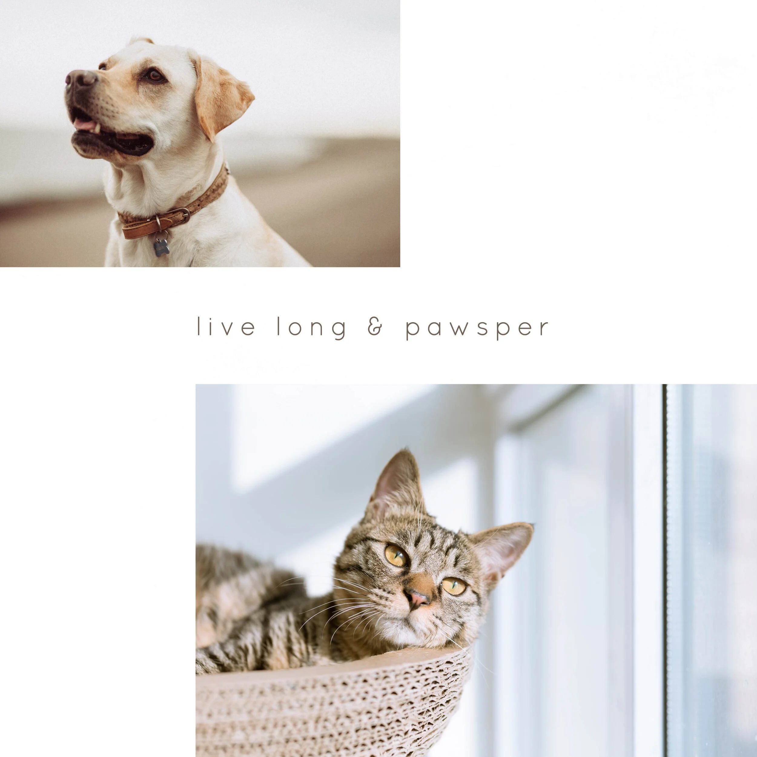 IG6453-Pet Live Long Pawsper Digital Graphic.jpg