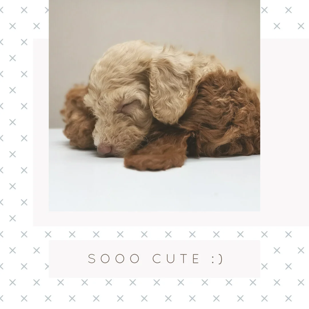 IG6457-Pet So Cute Digital Graphic.jpg
