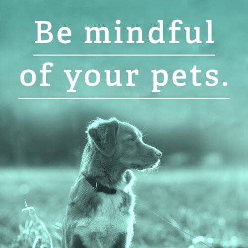 IG3642-Pet+Mindful+Digital+Graphic.jpg