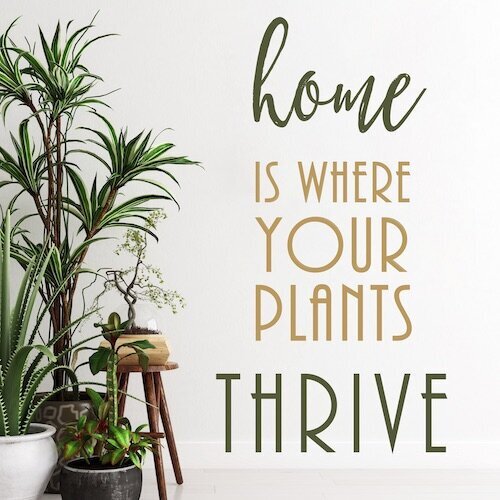 IG6431-Home+Plants+Thrive+Evergreen+Digital+Graphic.jpg