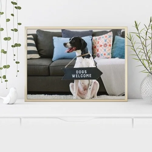 (#606) PET-FRIENDLY LIFESTYLE PHOTOS