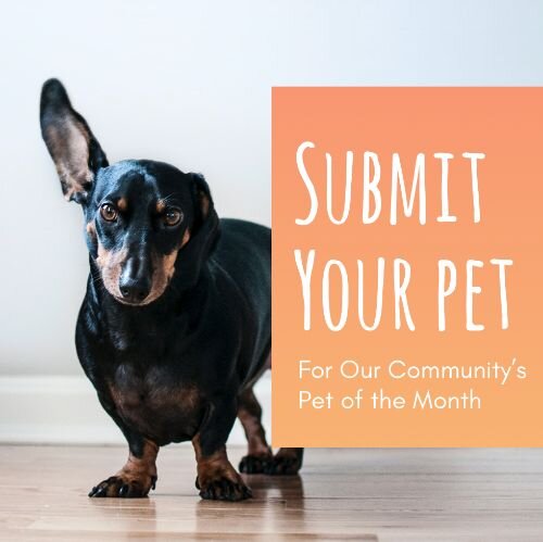 IG6956-Submit Pet of Month Digital Graphic.jpg