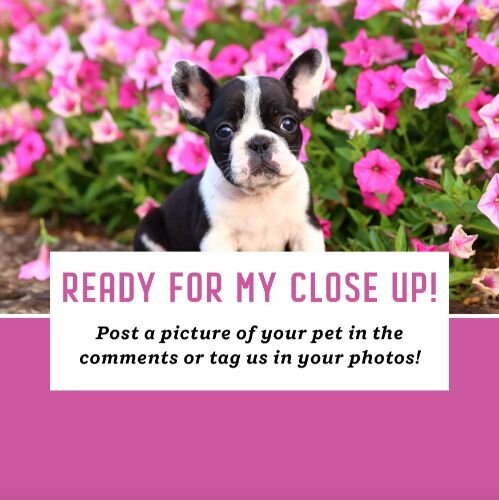 IG5547-Dog+Picture+Tag+Digital+Graphic.png