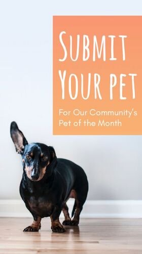 IGS532-Submit Pet IGStory.jpg