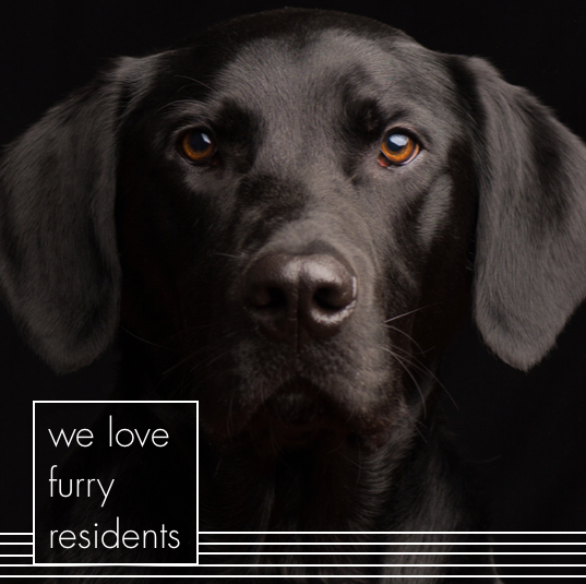 IG1856-FurryResBlackDogDigital+Graphic.png