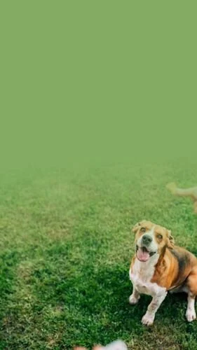 IGS545-IGStory Dandelion FC Pet Charity.jpg