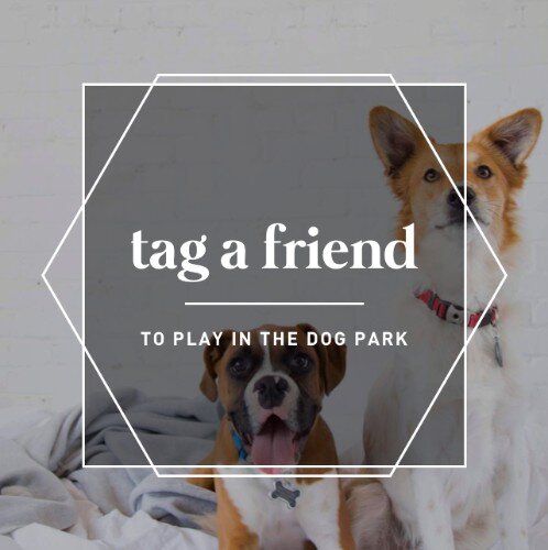 IG3774-Tag+Dog+Digital+Graphic.jpg