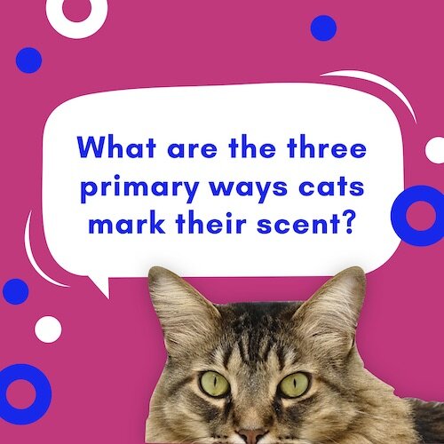 IG8609-Pet Trivia Cat Scent Digital Graphic.jpg