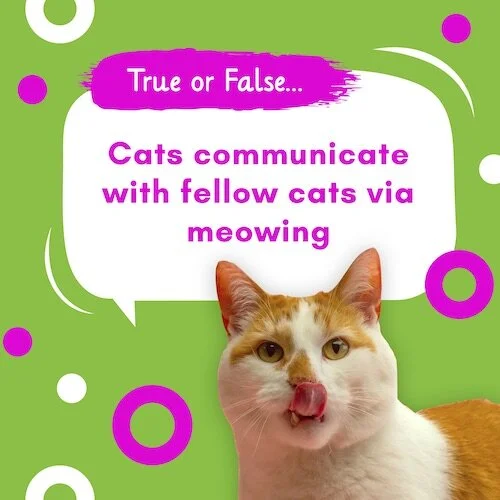 IG8608-Pet Trivia Cat Meow Digital Graphic.jpg