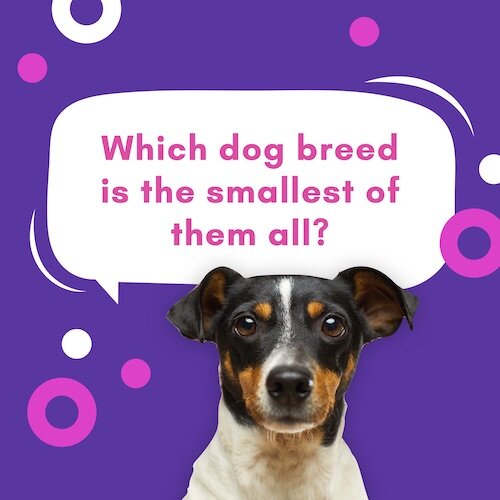 IG8610-Pet Trivia Dog Breed Digital Graphic.jpg