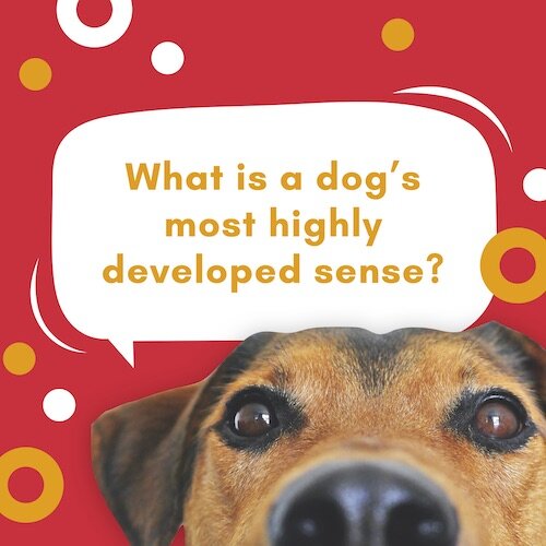 IG8611-Pet Trivia Dog Sense Digital Graphic.jpg