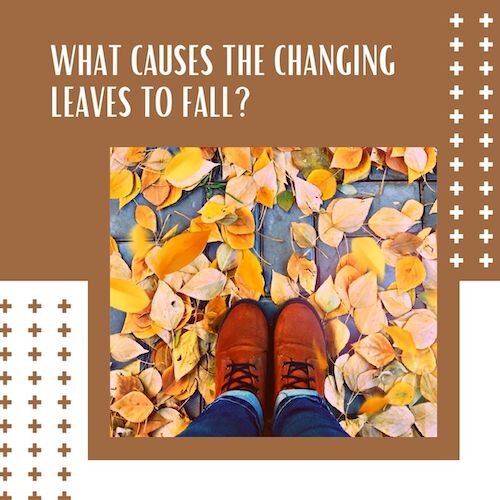IG9036-Fall Trivia - Leaves.jpg