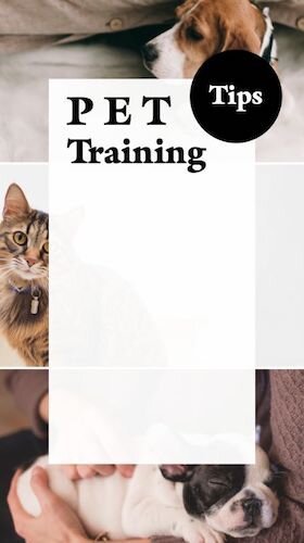 IGS843-IGStory+Photo+FC+Pet+Training.jpeg