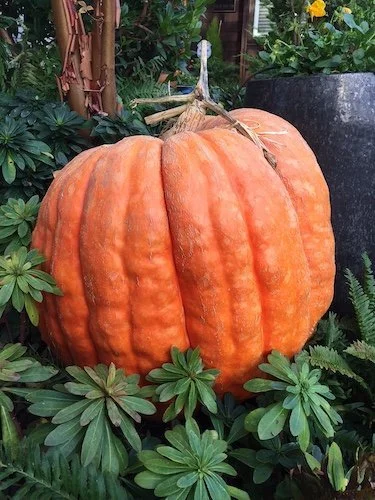 Stock+Photo+Fall+Large+Pumpkin.jpeg