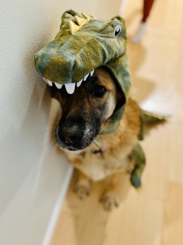 Stock+Photo+Dog+Costume+Dino+(3).jpg