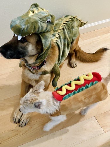Stock+Photo+Dog+Costumes.jpg