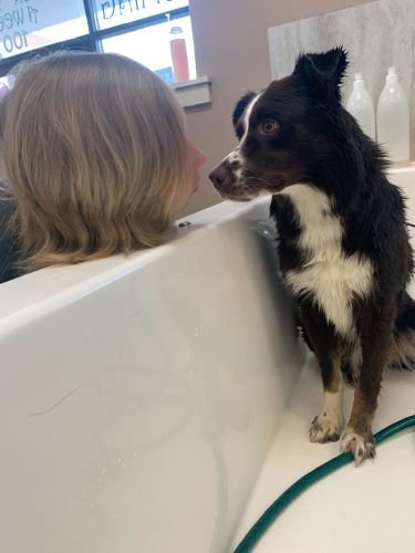 Stock+Photo+Dog+Bath+(2).jpg
