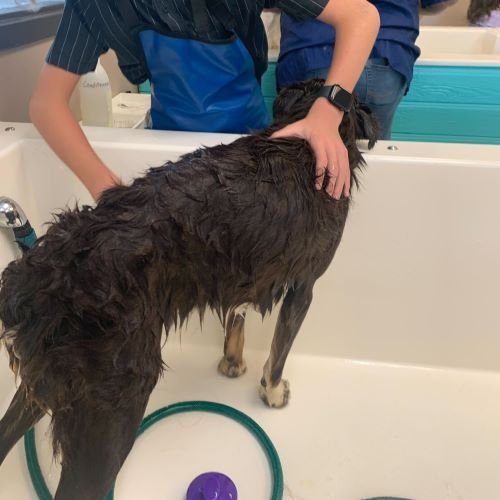 Stock+Photo+Dog+Bath+(1).jpg