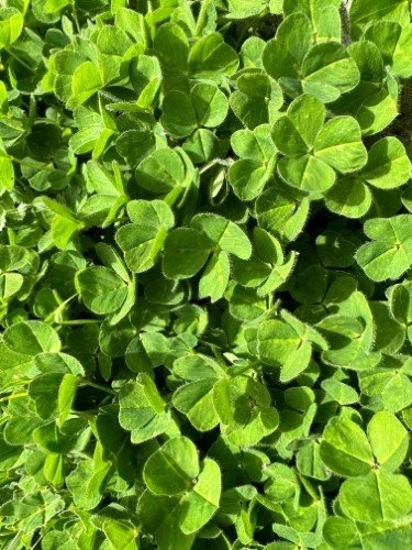Stock+Photo+Clover.jpg
