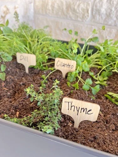 Stock+Photo+Garden+Herbs+Thyme.jpg
