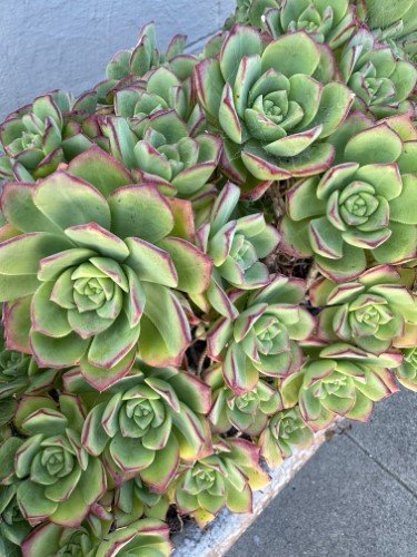 STOCK PHOTO AEONIUM SUCCULENTS (1)-SocialPage