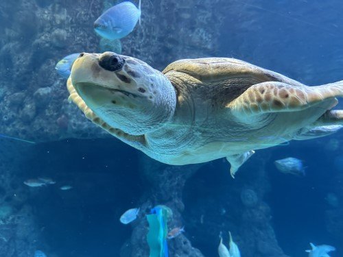 STOCK PHOTO SEA TURTLE (1)-Socialpage