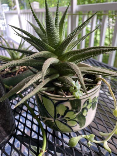 STOCK PHOTO SUCCULENT PATIO-SocialPage