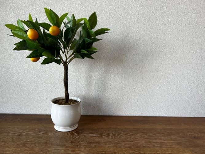 LEMON TREE-SocialPage