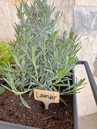 Stock Photo Garden Herbs Lavender.jpeg