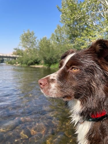 STOCK PHOTO DOG RIVER (2)-Socialpage